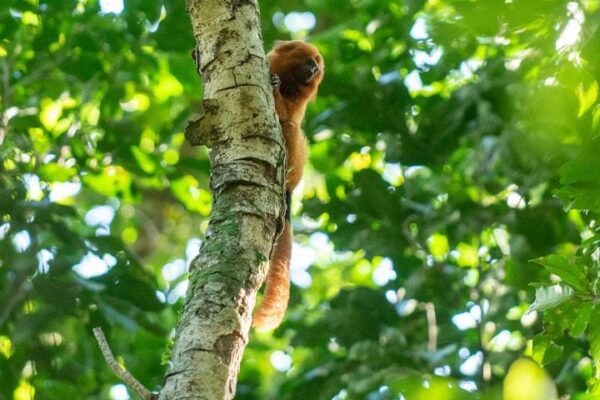 Mico-leão-dourado agarrado a um tronco de árvore na Mata Atlântica