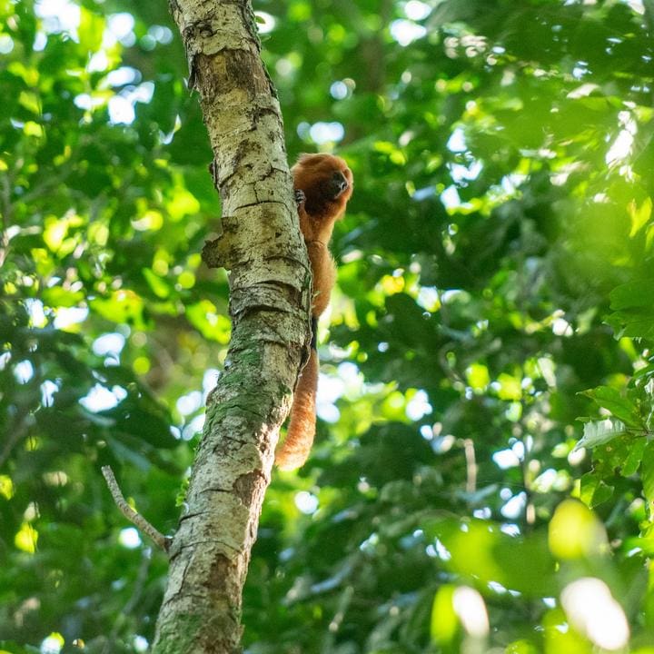 Mico-leão-dourado agarrado a um tronco de árvore na Mata Atlântica