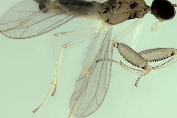 Mosca predadora Mystica, nova espécie da Mata Atlântica, com asas translúcidas e pernas finas.