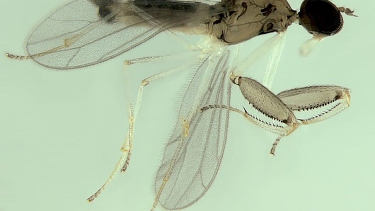 Mosca predadora Mystica, nova espécie da Mata Atlântica, com asas translúcidas e pernas finas.