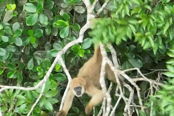 Muriqui-do-sul pendurado em galho de árvore em meio a folhagens verdes.