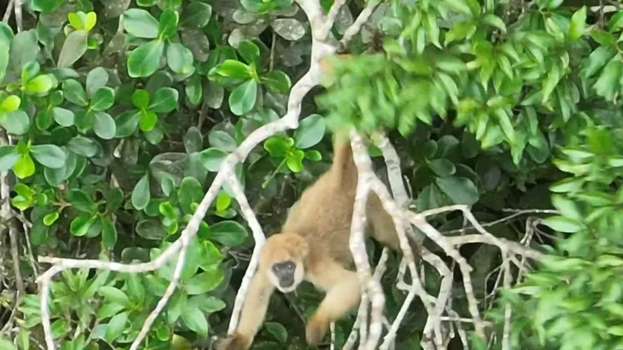 Muriqui-do-sul pendurado em galho de árvore em meio a folhagens verdes.