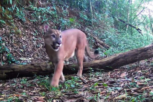 Onça parda caminhando em mata nativa, entre árvores e vegetação exuberante.