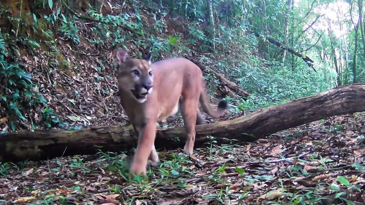 Onça parda caminhando em mata nativa, entre árvores e vegetação exuberante.
