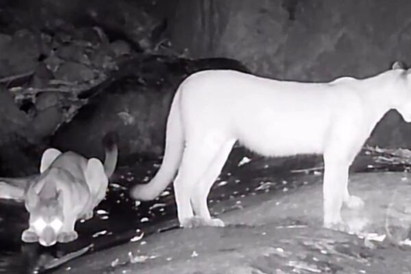 Onça parda e filhote na Reserva de Guapiaçu