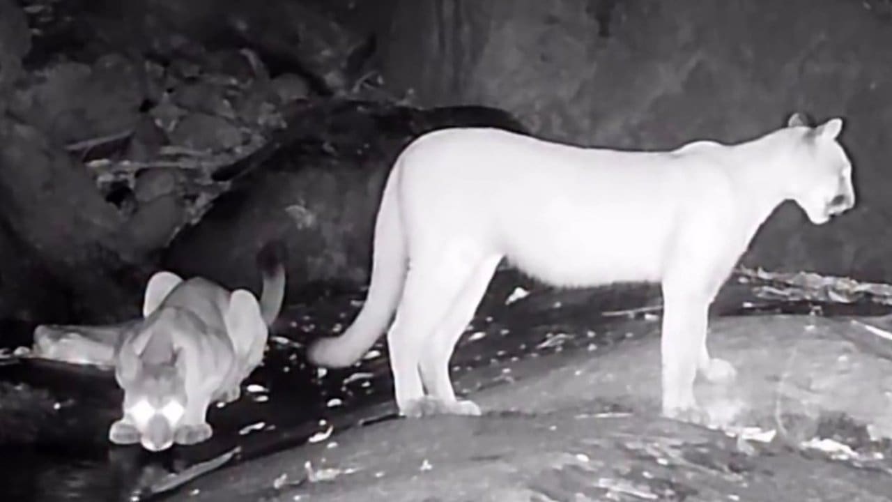 Onça parda e filhote na Reserva de Guapiaçu