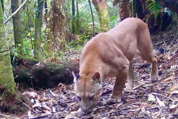 Onça-parda farejando o chão em busca de presas na mata.