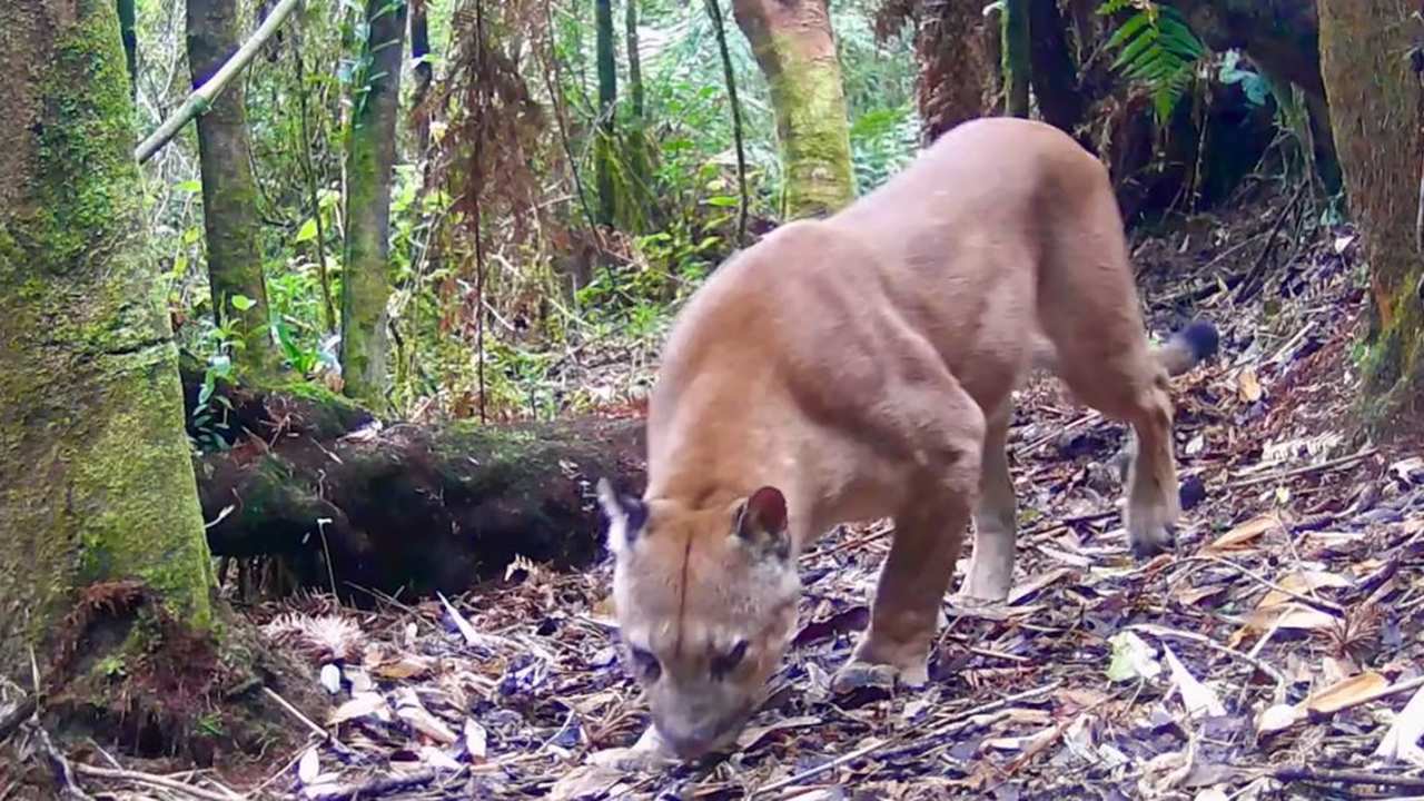 Onça-parda farejando o chão em busca de presas na mata.