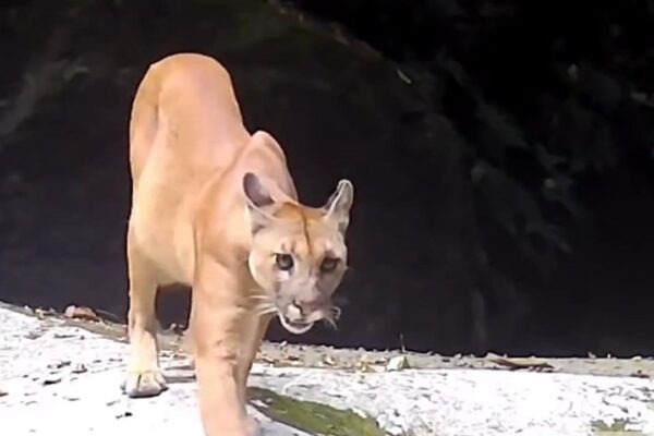 Onça-parda (Puma concolor) caminhando em seu habitat natural.