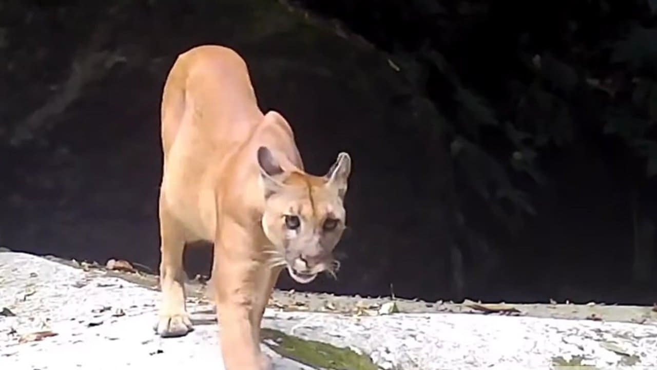 Onça-parda (Puma concolor) caminhando em seu habitat natural.