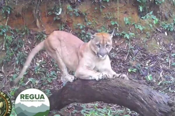 Onça parda (puma) em tronco na Reserva Ecológica de Guapiaçu, Rio de Janeiro.