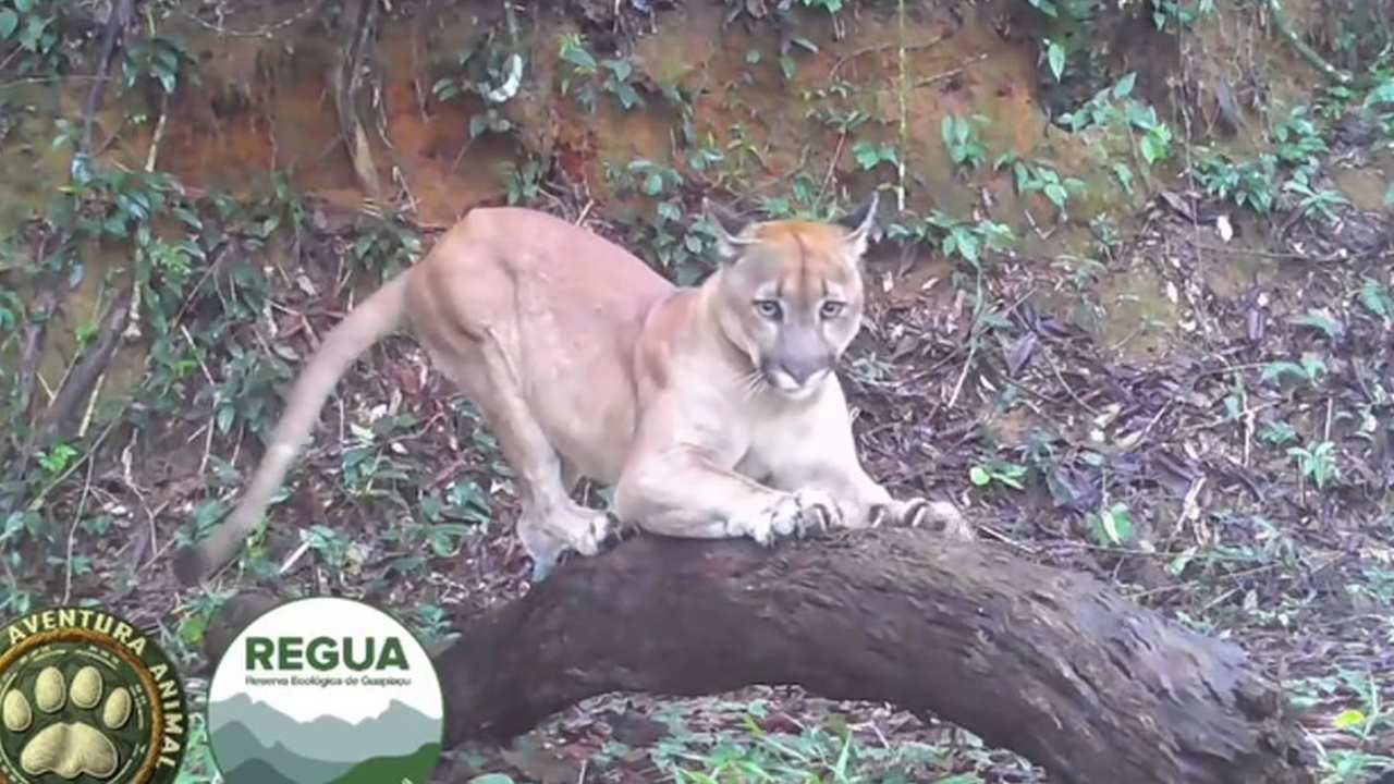 Onça parda (puma) em tronco na Reserva Ecológica de Guapiaçu, Rio de Janeiro.