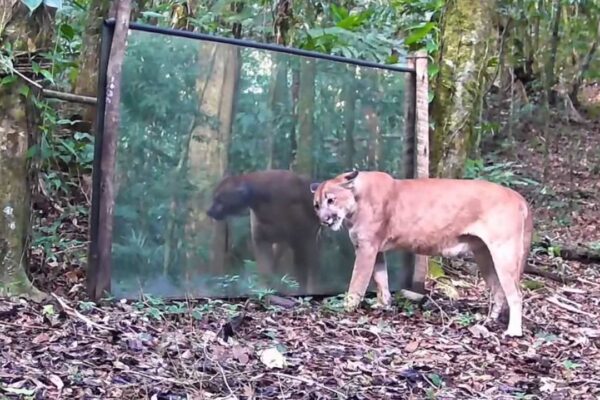 Onça-parda reage ao se ver em um espelho na mata, mostrando curiosidade e surpresa.