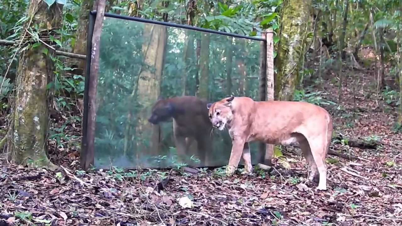 Onça-parda reage ao se ver em um espelho na mata, mostrando curiosidade e surpresa.