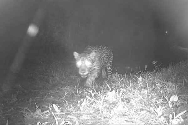 Onça-pintada caminha em mata escura, capturada por câmera em Valença, Rio de Janeiro