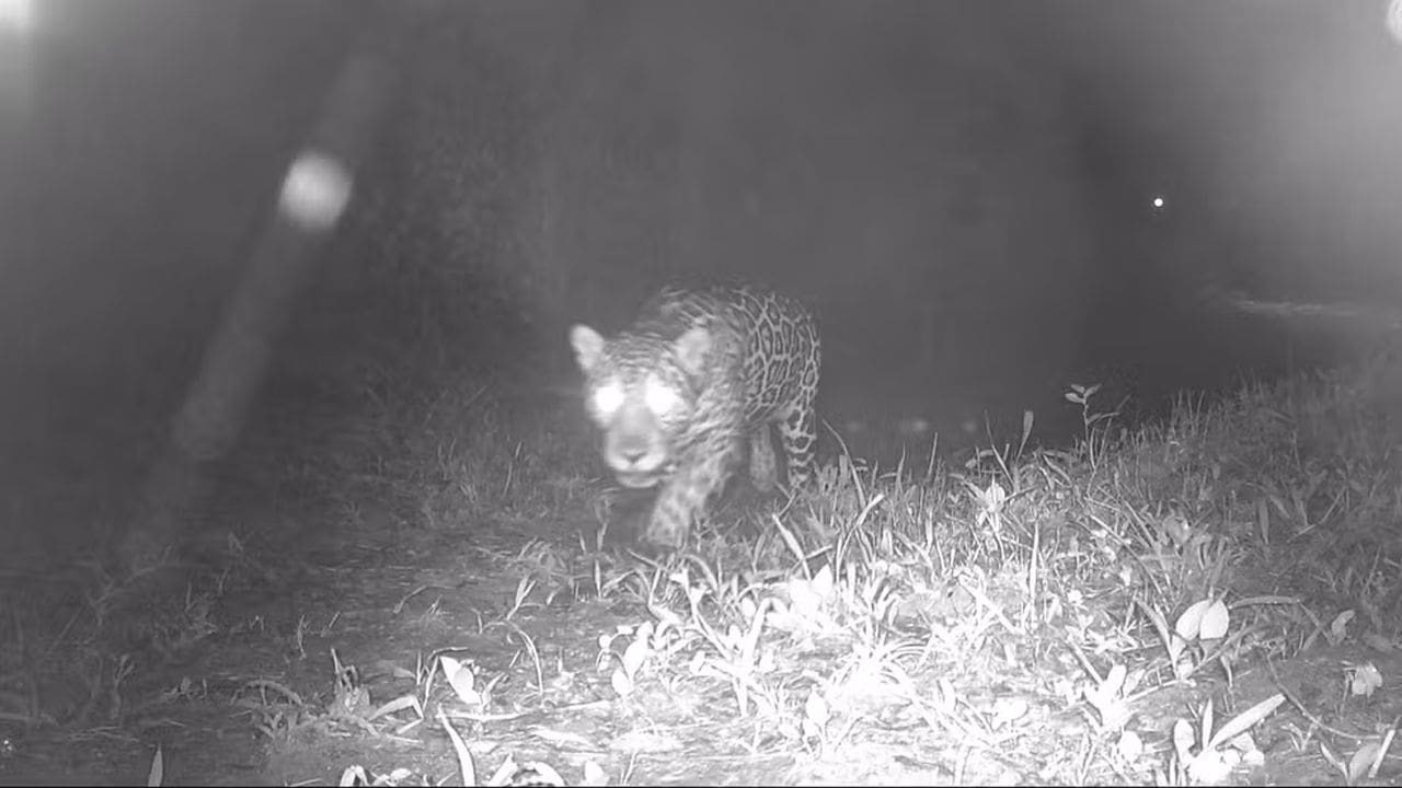 Onça-pintada caminha em mata escura, capturada por câmera em Valença, Rio de Janeiro