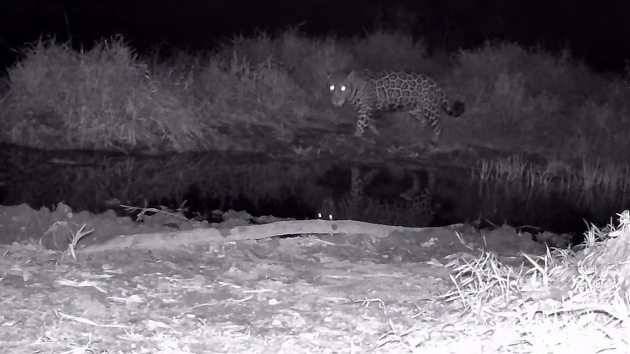 Onça-pintada em ambiente noturno, com reflexo na água, na Serra da Concórdia, RJ.