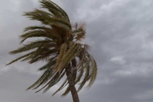 Palmeira balançando forte com o vento, sob um céu nublado, sinalizando mudança no tempo.
