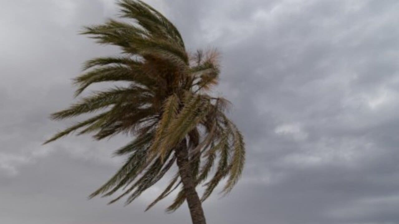 Palmeira balançando forte com o vento, sob um céu nublado, sinalizando mudança no tempo.