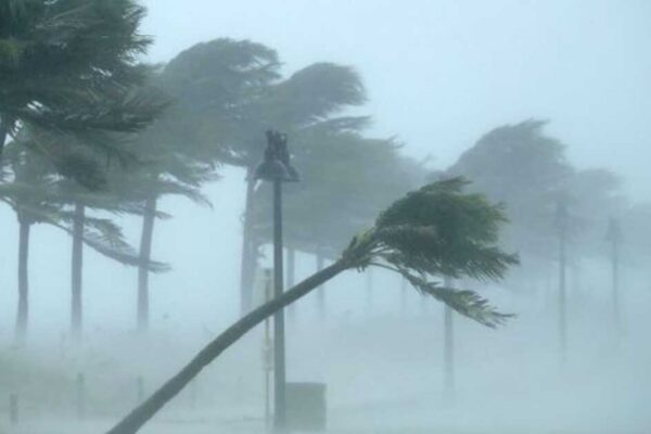 Palmeiras sob forte vento e chuva, sinal de tempestade no Rio de Janeiro.