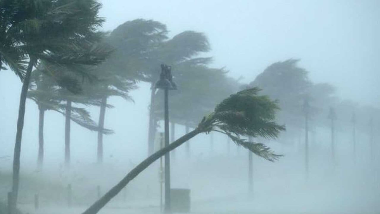 Palmeiras sob forte vento e chuva, sinal de tempestade no Rio de Janeiro.