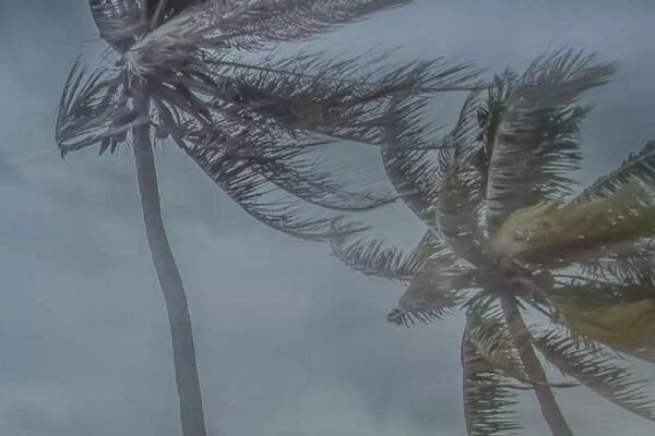 Palmeiras sob fortes ventos com céu nublado, indicando condições climáticas adversas.