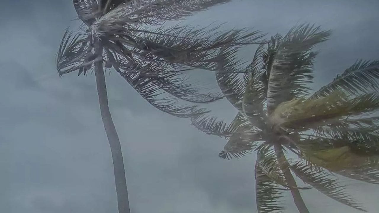 Palmeiras sob fortes ventos com céu nublado, indicando condições climáticas adversas.