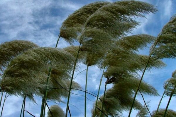Pampas ao vento em Nova Friburgo, Rio de Janeiro, com céu azul e nuvens.