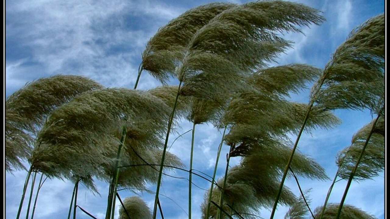 Pampas ao vento em Nova Friburgo, Rio de Janeiro, com céu azul e nuvens.