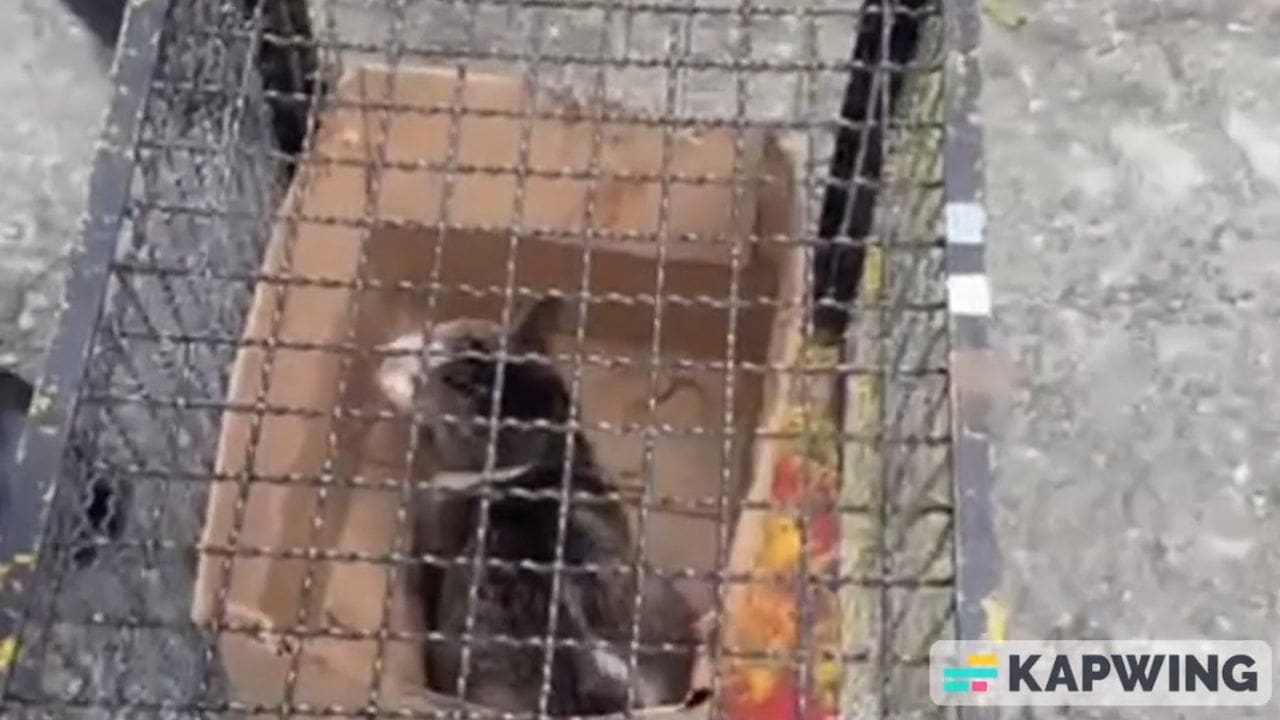 Pássaro dentro de gaiola, supostamente abandonado pela SEBEA.