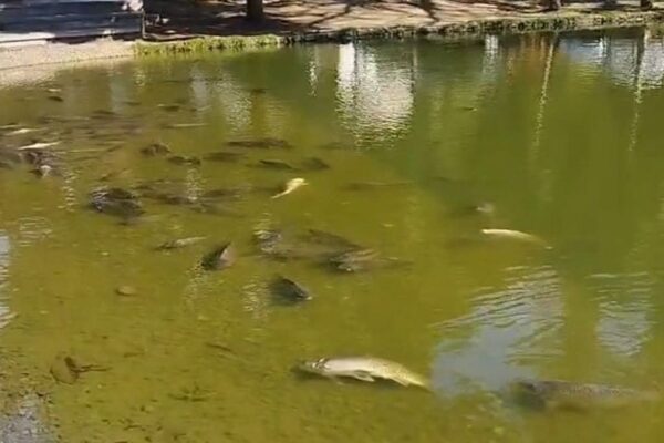 Peixes mortos flutuando em lago com água turva em Lumiar, Nova Friburgo.