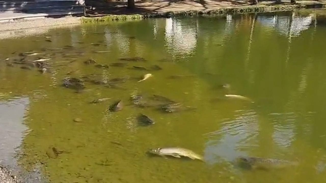 Peixes mortos flutuando em lago com água turva em Lumiar, Nova Friburgo.