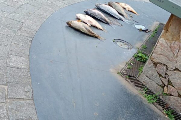 Peixes mortos no lago de Lumiar, em foto que ilustra a notícia sobre a mortandade.