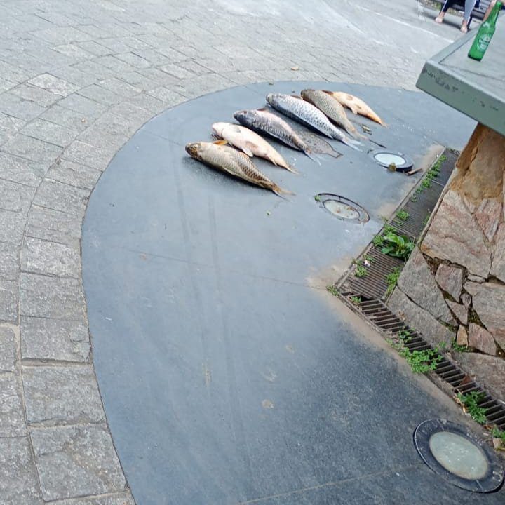 Peixes mortos no lago de Lumiar, em foto que ilustra a notícia sobre a mortandade.