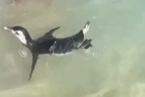 Pinguim-de-Magalhães nada na Praia do Arpoador, no Rio de Janeiro.