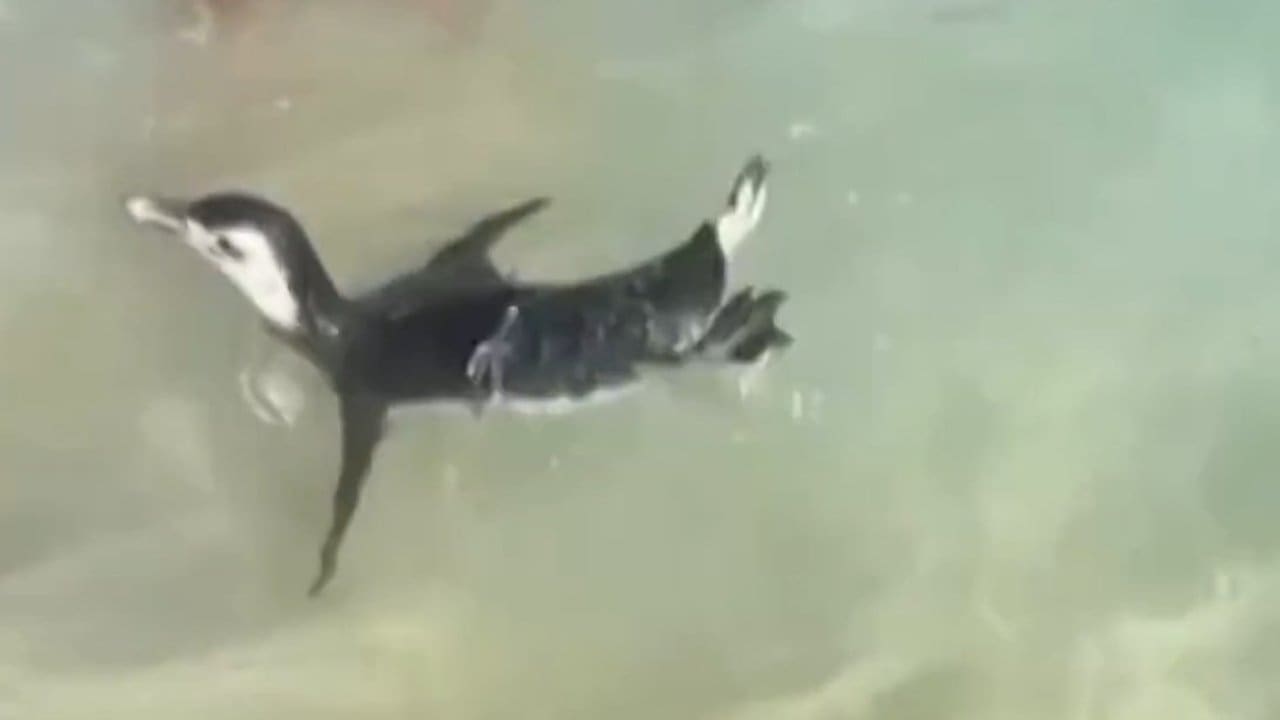 Pinguim-de-Magalhães nada na Praia do Arpoador, no Rio de Janeiro.