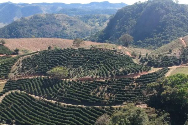 Plantação de café em encosta com montanhas ao fundo.