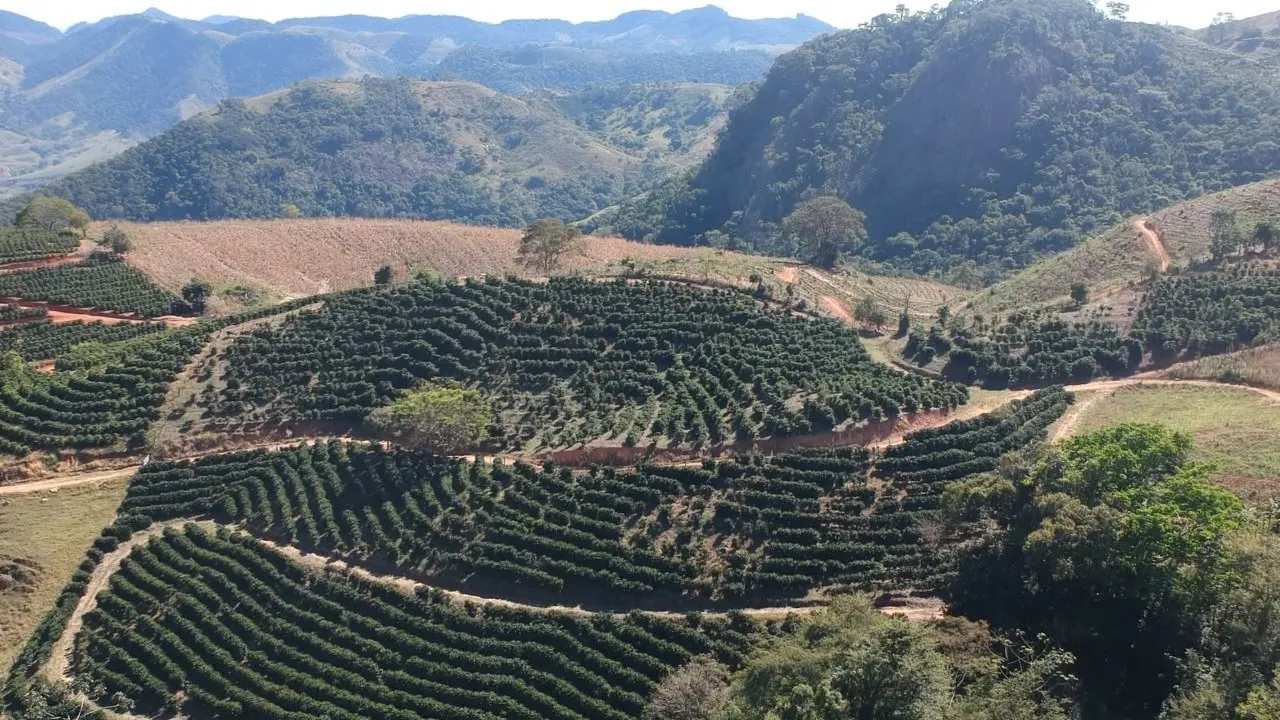 Plantação de café em encosta com montanhas ao fundo.