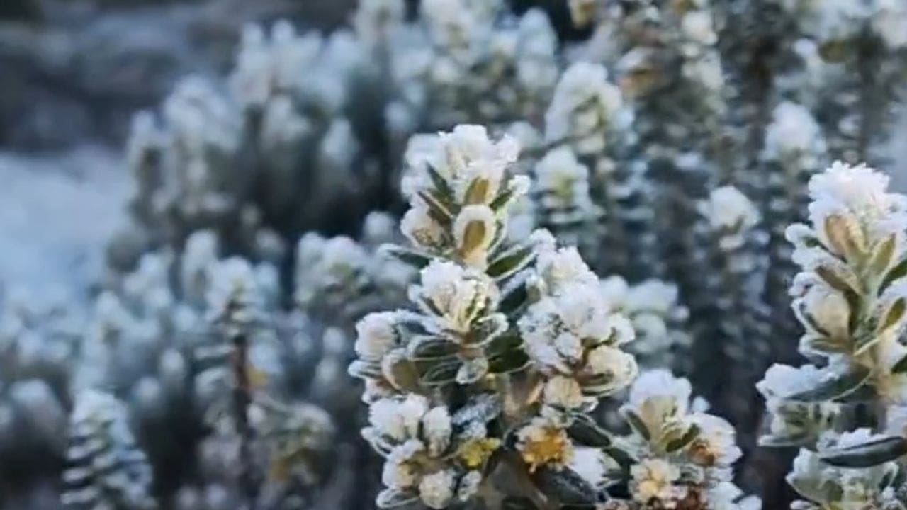 Plantas cobertas de gelo na cidade de Itatiaia, Rio de Janeiro, após geada de inverno.