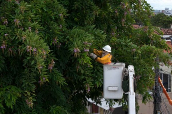 Profissional em cesto de elevação podando galhos próximos a rede elétrica em Nova Friburgo