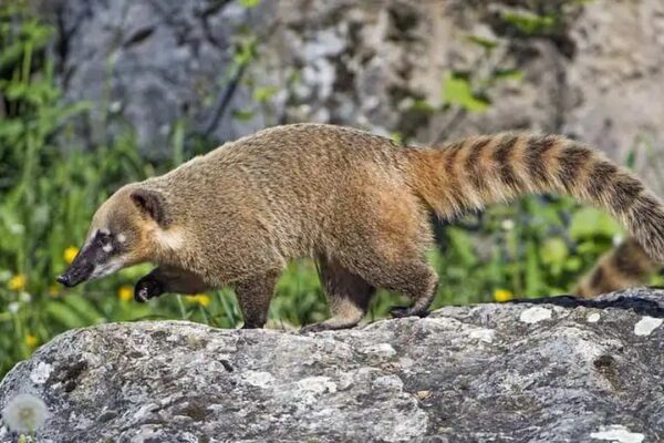 Quati em pedra, com pelagem marrom e cauda listrada. Símbolo de esperteza e adaptação.