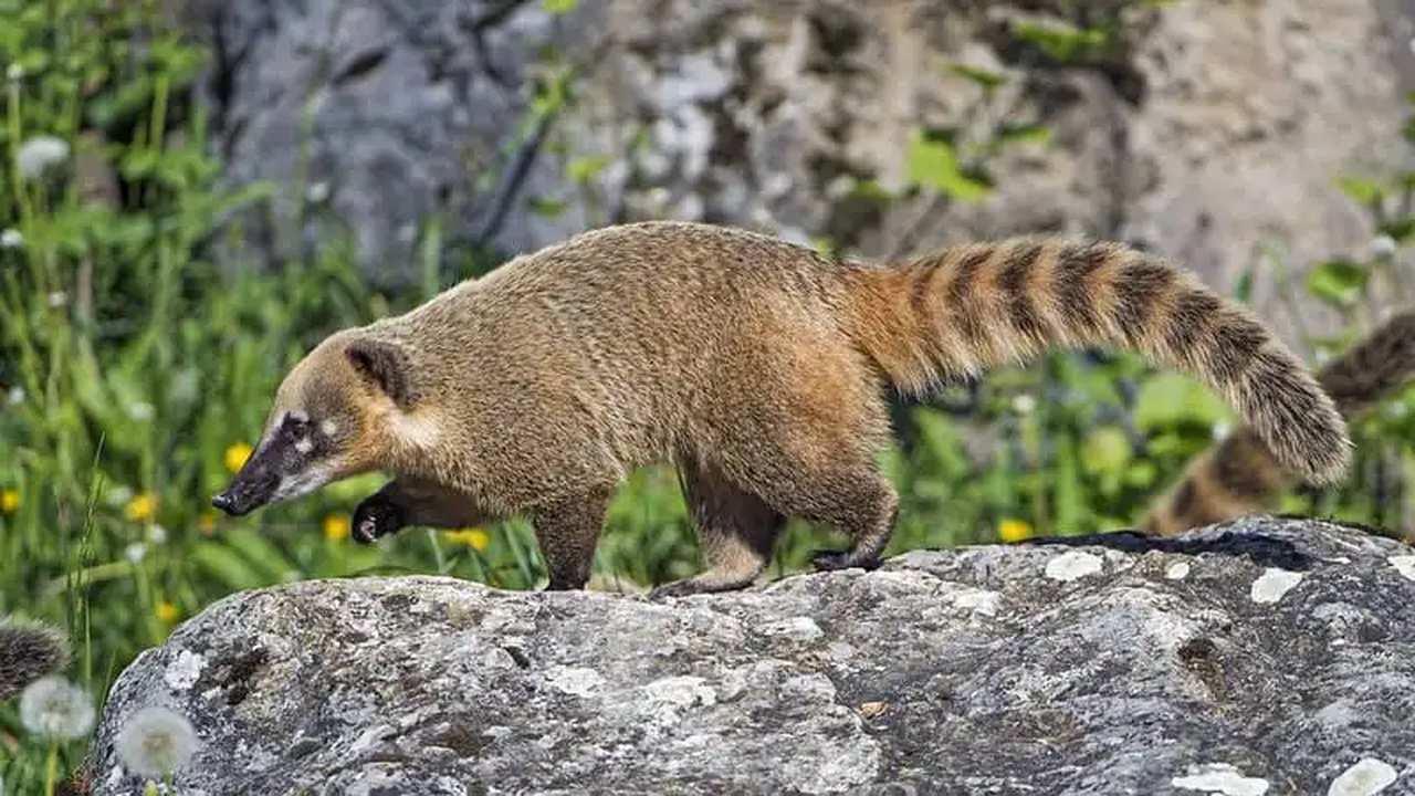Quati em pedra, com pelagem marrom e cauda listrada. Símbolo de esperteza e adaptação.