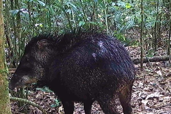 Queixada (Pecari tajacu) na Serra das Araras, RJ, Brasil.