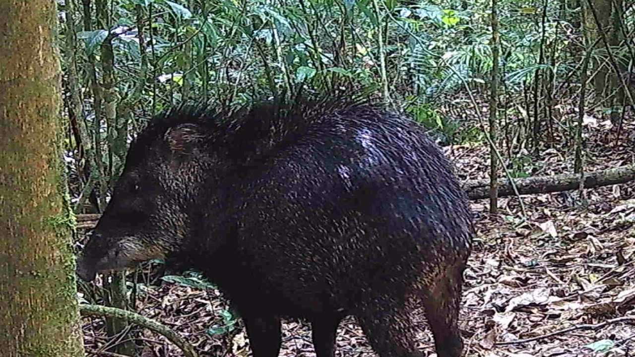 Queixada (Pecari tajacu) na Serra das Araras, RJ, Brasil.