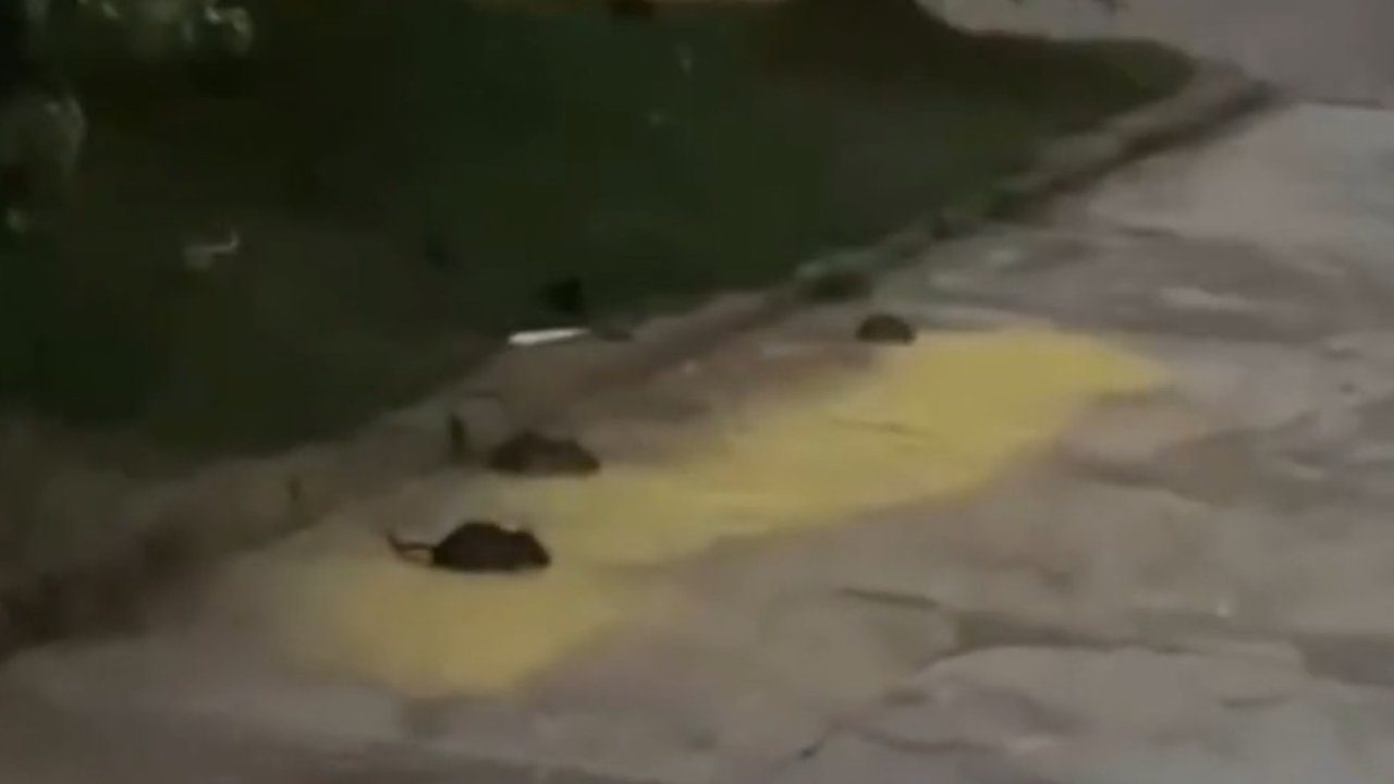 Ratos na Praça Demerval Barbosa Moreira, Nova Friburgo. Prefeitura combate infestação.