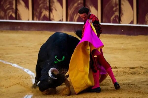 Touro negro sendo toureado com capa rosa e amarela em arena.