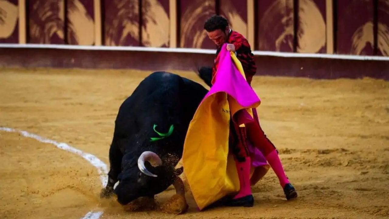 Touro negro sendo toureado com capa rosa e amarela em arena.