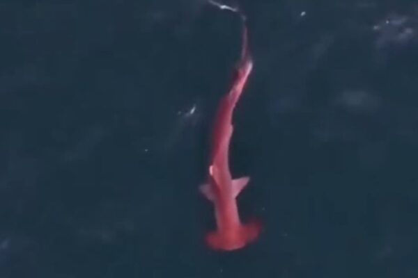 Tubarão-martelo rosa nadando na água.