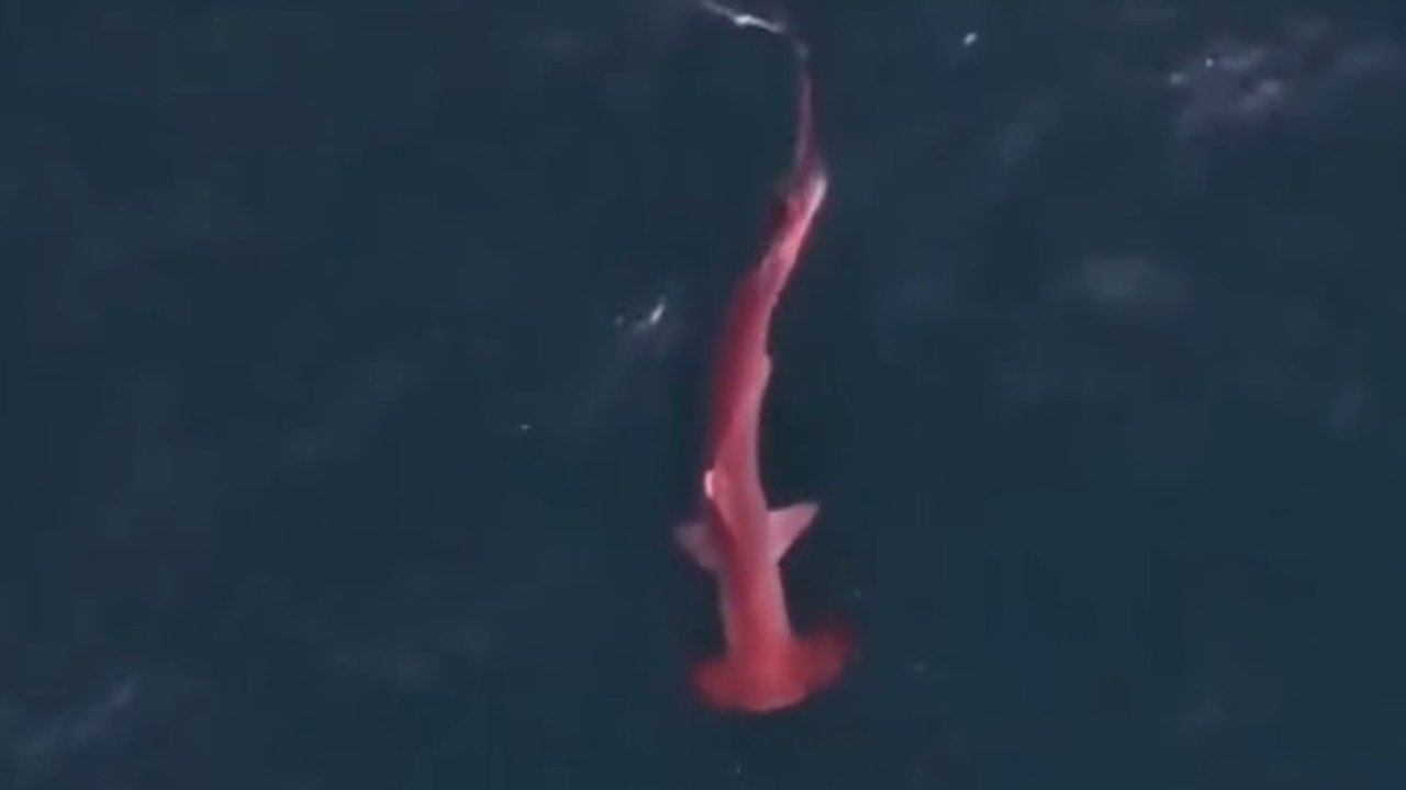 Tubarão-martelo rosa nadando na água.