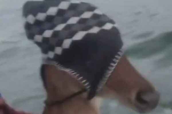 Um cervo com um gorro preto e branco é resgatado por pescadores na água.